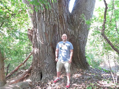 The Largest Cottonwood Tree In Ohio Is Just North Of Columbus Across