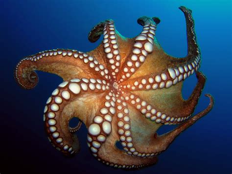 35082988581be45f99c1b 1024×770 With Images Common Octopus