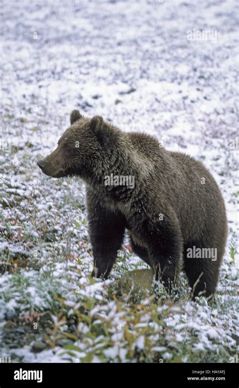 Grizzly Bear In The Snowy Covered Tundra Stock Photo Alamy
