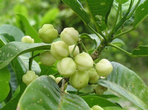 Check out fruit bearing trees on ebay. Pin on FRUITS