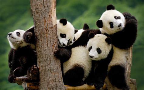 Tapeta Na Monitor Zvířata Zvířata Medvědí Mláďata Mláďata Panda