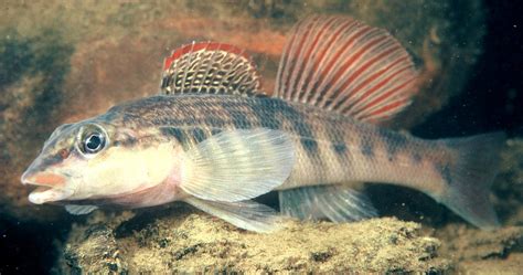 Read tips, view photos, find recipes and discuss how to catch your favorite al game fish! Seven Freshwater Species From Nine Southeastern States ...