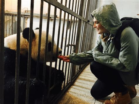 Hannahs Panda Adventure In China International Working Holidays Usa