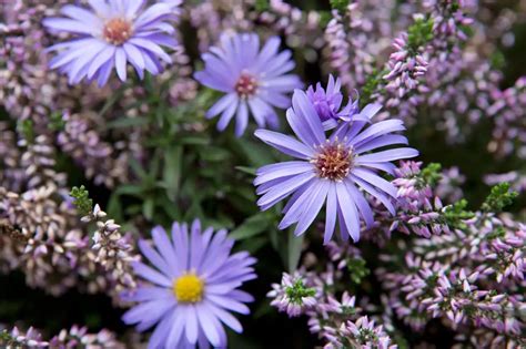 Pale Purple Blooms Of Michaelmas Daisy Lady In Blue Aster Flower