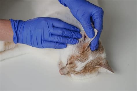 Cat Ear Infection Causes Symptoms And Treatment Options