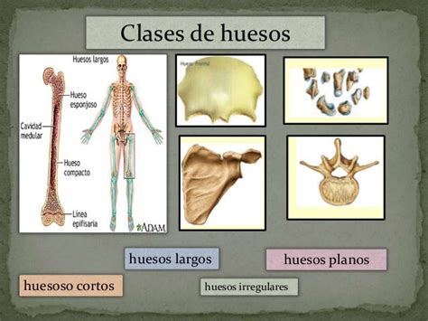 5 Clases De Huesos