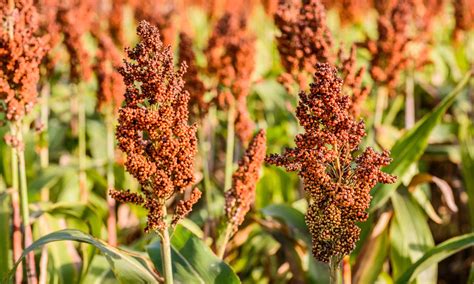 Millet and Sorghum are Climate-Smart Grains for Farmers in Chad - Food Tank