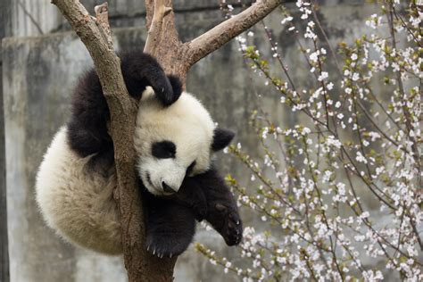 Rough Nightbaby Panda Sleeping It Off In A Tree Raww