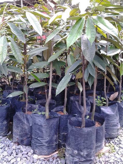Dimana kekhasan dari durian musang king ini memiliki jika anda menanam benih durian musang king dengan baik dan benar, pohon durian tumbuh lebih cepat dan juga mempercepat pertumbuhan. Jerantut Feri Farm: Kami Menjual Anak Benih Pokok Buah Dan ...