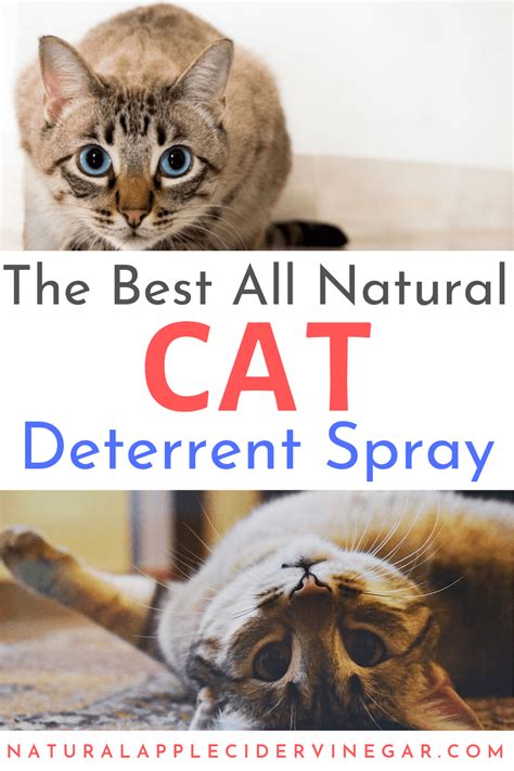 Although i don't live with a cat (i do have two very awesome rescue dogs, though), i do foster cats and i've invested in a cat tree so that the foster cats will have a place to do you have any tips for deterring a cat from scratching furniture or other items in the house? The Best All Natural Cat Deterrent Spray Recipe | Cat ...