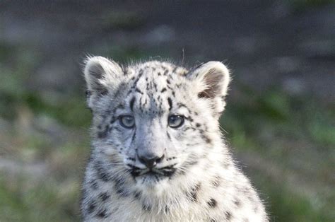 New Disease Threats Pose Danger To Snow Leopard Population