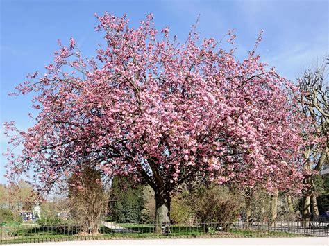 Le Cerisier De Sainte Lucie Un Arbuste Décoratif