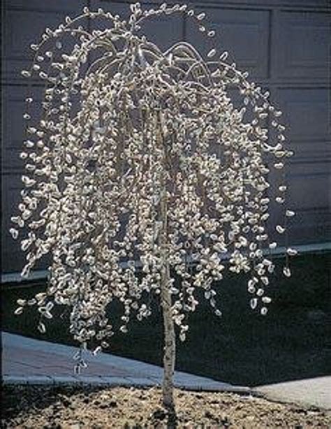 One Flowering Pussy Willow Tree Shrub Live Plant Unique Etsy