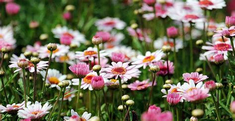 Hd Wallpaper Selective Focus Photography Of Pink Daisy Flowers