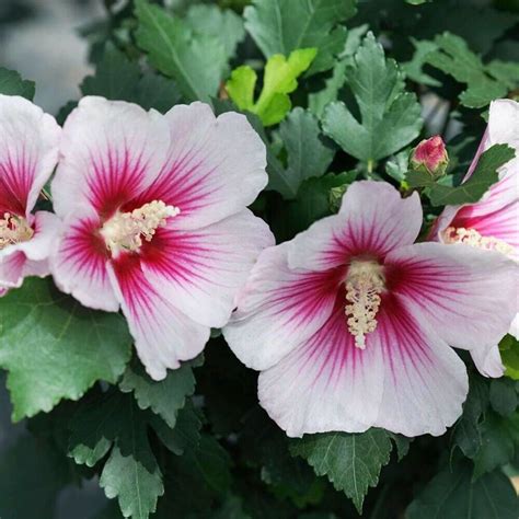 hibiscus pink ink paraplu rose of sharon proven winners garden live plant 4 pot ebay