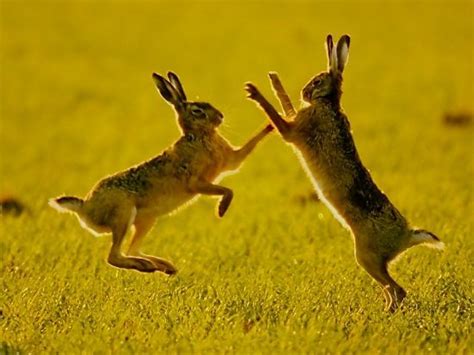 Mad March Hares Beautiful Creatures Animals Beautiful Cute Animals