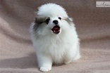 Baby Doll: Pomeranian puppy for sale near South Florida ...