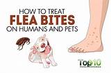 Photos of How Often Can You Use Flea Treatment On Dogs