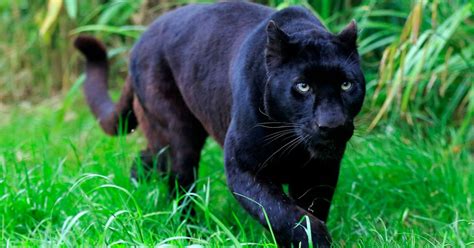 A Black Panther Dies On A Pahang Road Clean Malaysia