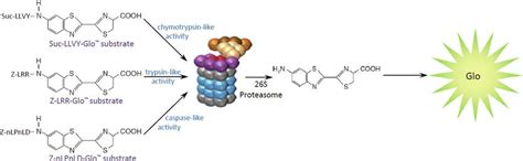 Other articles where proteasome is discussed: Lumineszenz-basierter Assay für Proteasom-Aktivität in ...