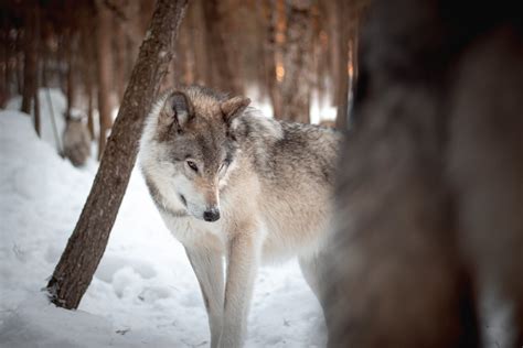 Gray Wolf Reintroduction What Does 2023 Look Like In Colorado — Kalli