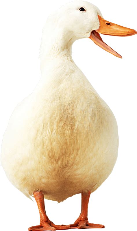 Yellow Duck Png Image Purepng Free Transparent Cc0 Png Image