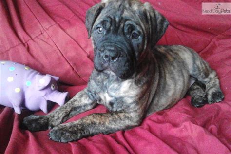 You can find bullmastiffs available for adoption from dog rescue groups or from the animal shelter. Bullmastiff puppy for sale near Maine | 1b9c1898-0501