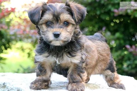 Ashton Yorkiepoo Yorkie Poo Puppy For Sale Near Lancaster