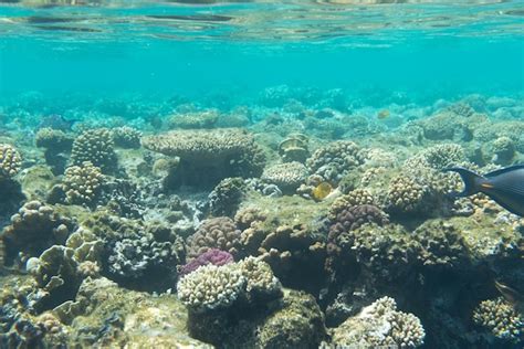 Premium Photo Coral Reefs On The Bottom Of Red Sea Egypt