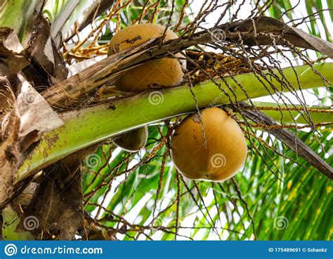 Coconut Fruits On A Palm Tree Stock Image Image Of Nature Fresh