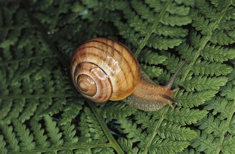Heres Everything You Need To Know About Snail Sex Which Is Oddly