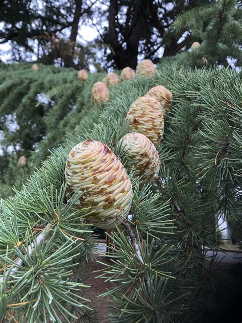 Types Of Cedar Trees With Identification Guide Pictures
