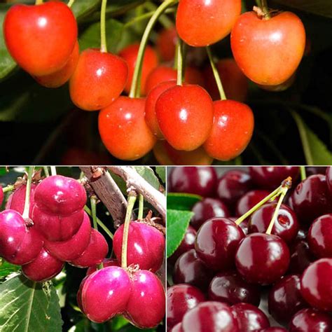 Most Popular Sweet Cherries Collection Shop Cherry Trees Michigan