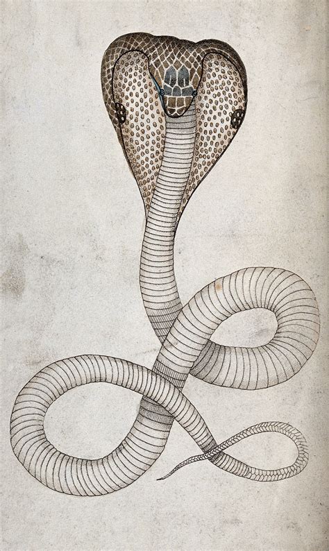 A Hooded Cobra In Striking Position Coloured Engraving Ca 1792