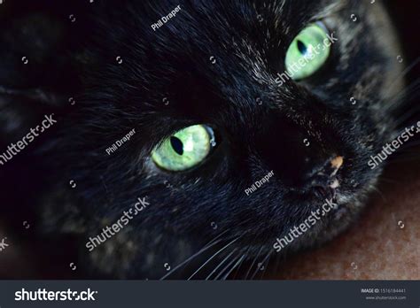 Black Cat Bright Green Eyes Stock Photo 1516184441 Shutterstock