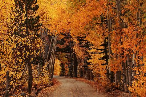 Dirt Road Through Autumn Forest