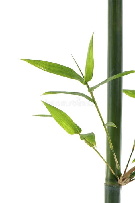 Tige Avec La Branche En Bambou D Isolement Par Vert Illustration De
