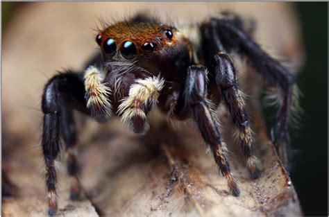 Why Do Spiders Need So Many Eyes But We Only Need Two Parent24