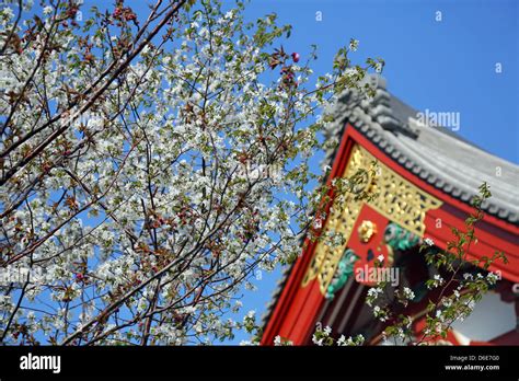 Japanese Cherry Blossom At Sensoji Asakusa Kannon Temple Tokyo Japan Stock Photo Alamy