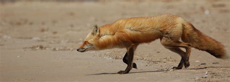 Fauna | Tourisme Îles de la Madeleine