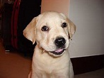 拉布拉多犬 - 维基百科，自由的百科全书