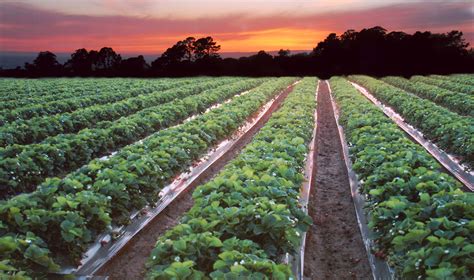 California Strawberry Commission California Farms California
