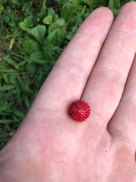 Identification What Are These Small Round Red Berries Covered With