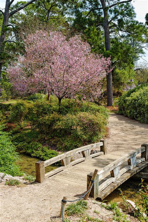 The distance between houston and japan is 10,804 kilometers (6,713 miles). Blossoming Cherry Tree at Houston Japanese Garden ...
