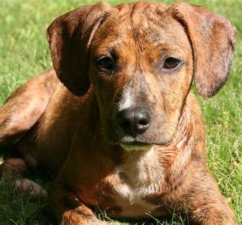 Woofer rescue okanagan updated their cover photo. Mercer County pet adoption groups have mixed feelings ...