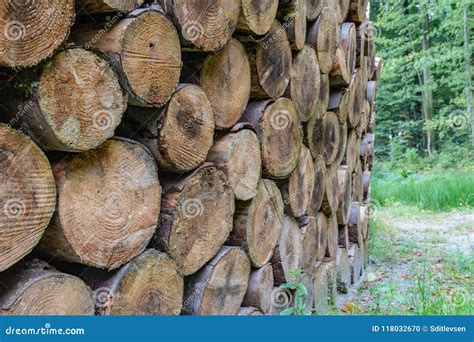 A Pile Of Logs In The Forest Stock Photo Image Of Denmark Pile