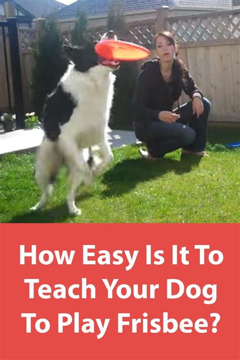 Teach Your Dog To Play Frisbee You And Your Dog Will Benefit From The