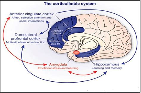 The Corticolimbic System Consists Of Several Brain Regions That Include