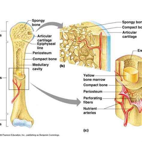Long Bone Anatomy Labeled