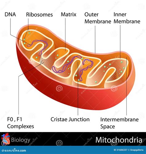 Mitochondria Royalty Free Stock Photo Cartoondealer Com